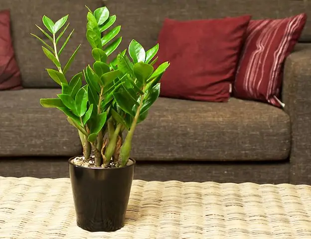 Zamioculcas: how to care for a dollar tree