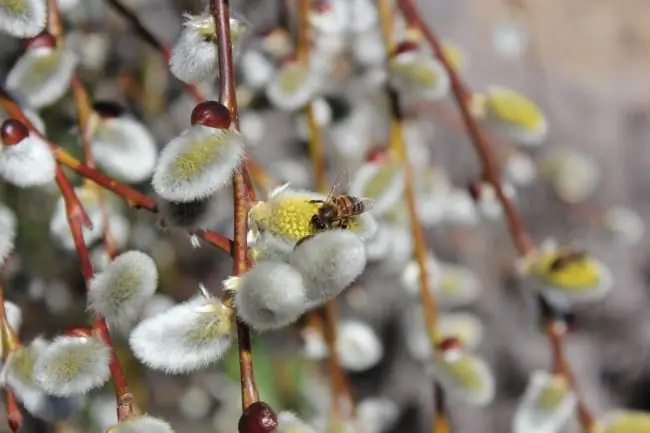 Bagaimana cara membedakan pohon willow dari pohon willow