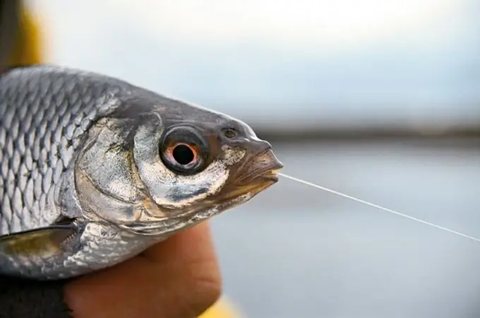 Hvordan man laver et elastik til fiskeri