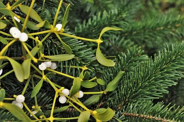 Mistletoe