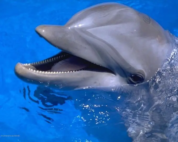 Dolphinarium'a bilet nasıl sipariş edilir