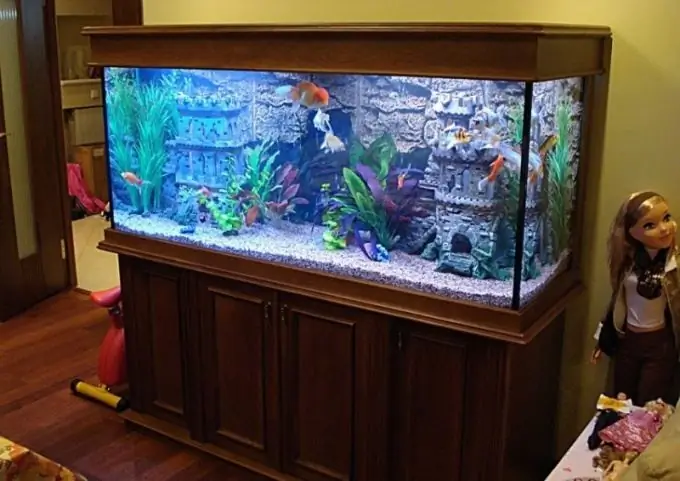 Everything about the aquarium: how to keep it right