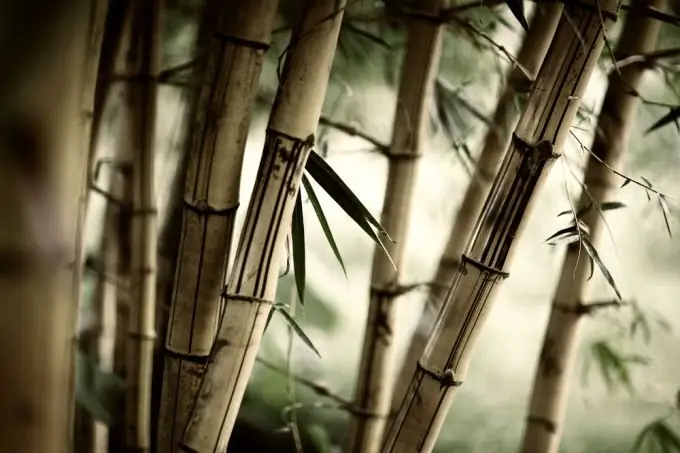 How to care for bamboo