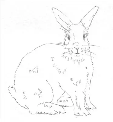 How to draw a rabbit