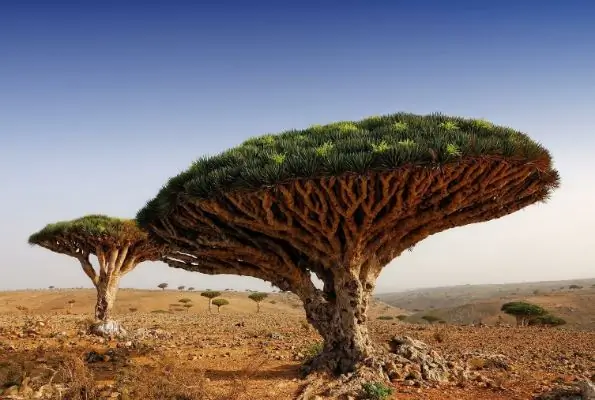 Dragon tree