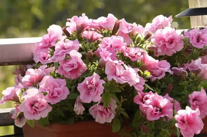 How to grow petunia in peat tablets