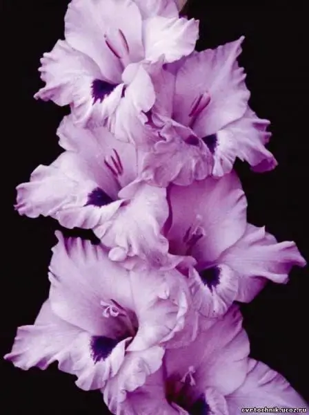 Cara melukis gladiol