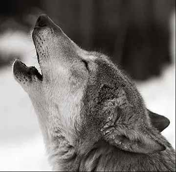 Wie man einen heulenden Wolf in Etappen zeichnet