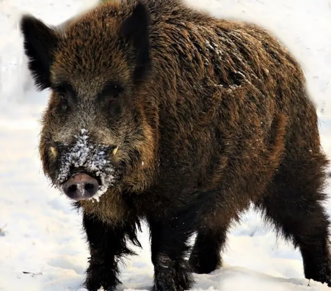 Boar