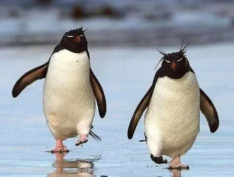 Sa panlabas, ang mga penguin ay mukhang maliit na malamya na kalalakihan