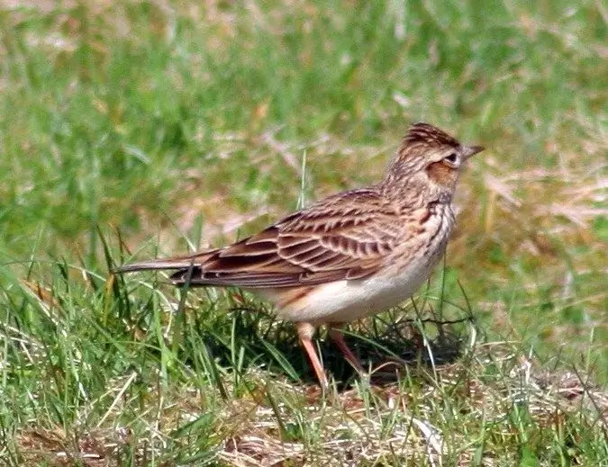 Πώς να σχεδιάσετε ένα lark