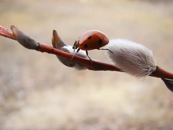 Կատվավոր ուռենու