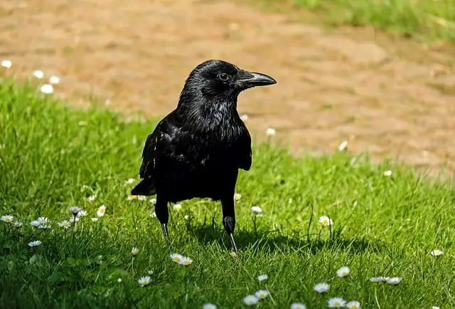 crow