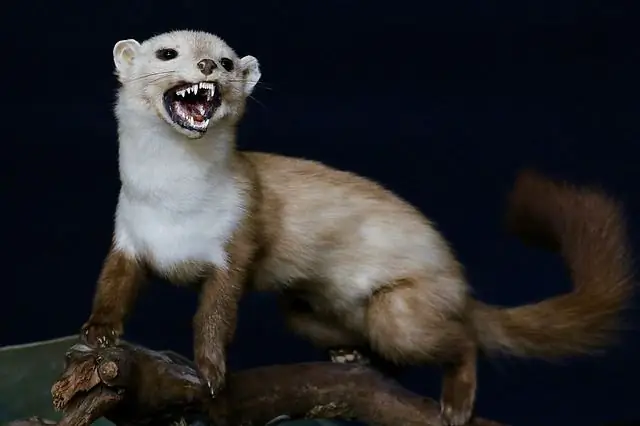 ermine