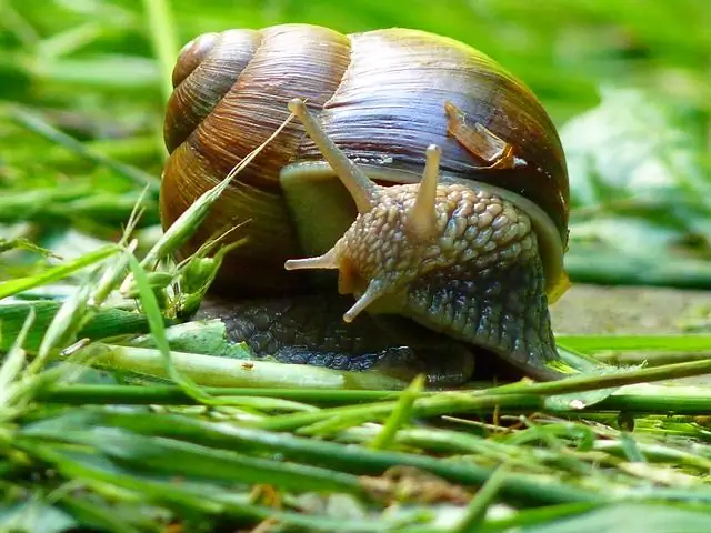 Caracol