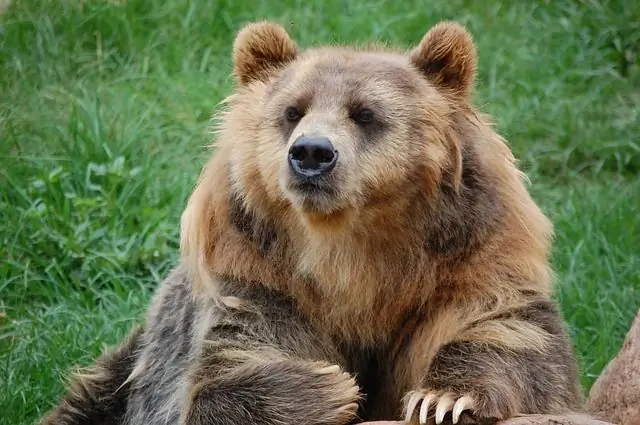 bear