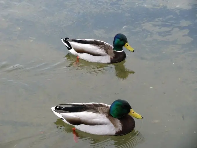 Voir les canards dans un étang à proximité