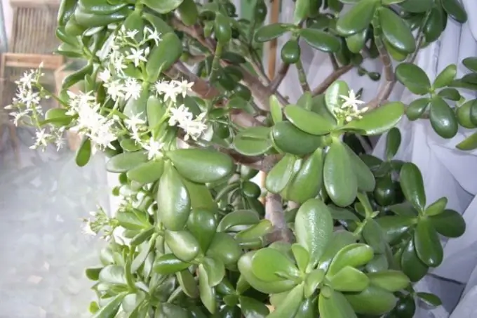 Mulher gorda, crassula ou árvore do dinheiro