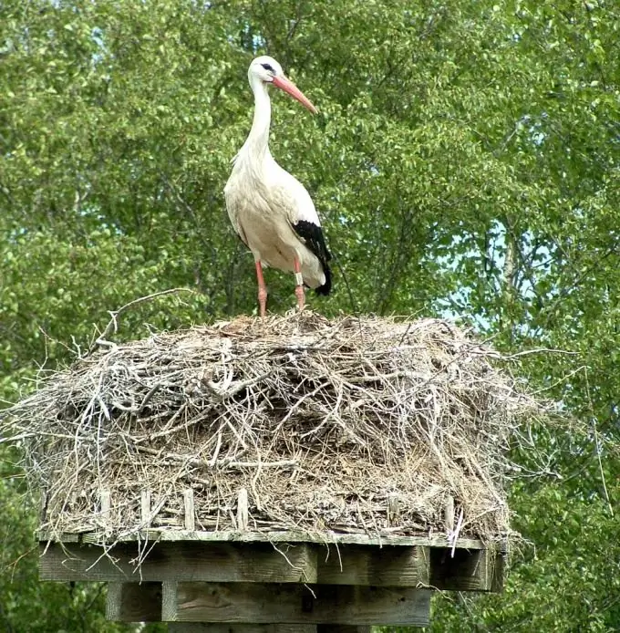 Le corps de la cigogne est un ovoïde