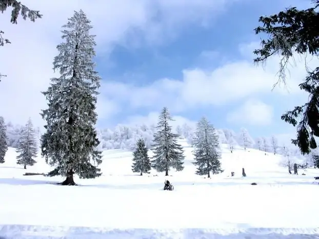 Wie zeichnet man einen Winterbaum