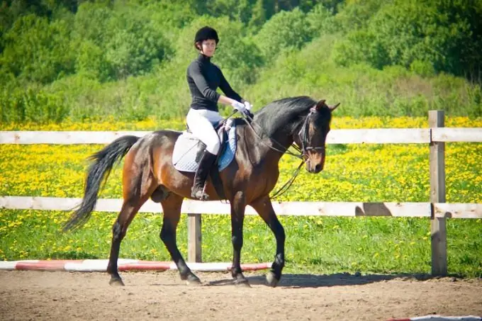 Comment apprendre à monter à cheval