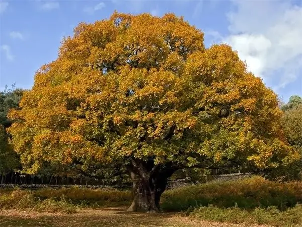 Oak бол хүчтэй тархдаг мод юм