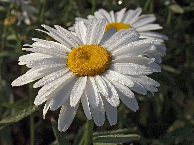 Hoe om 'n tuinkamille met groot blomme te kweek