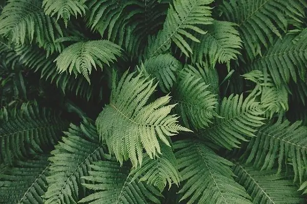 Fern magic