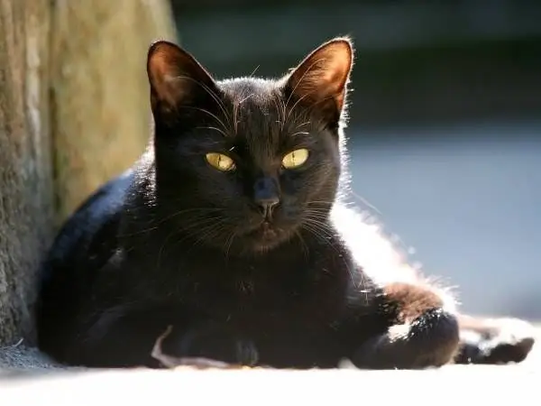 Per què va venir el gat negre a casa?