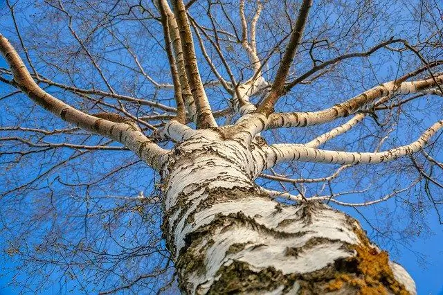 Դրուիդային աստղագուշակ