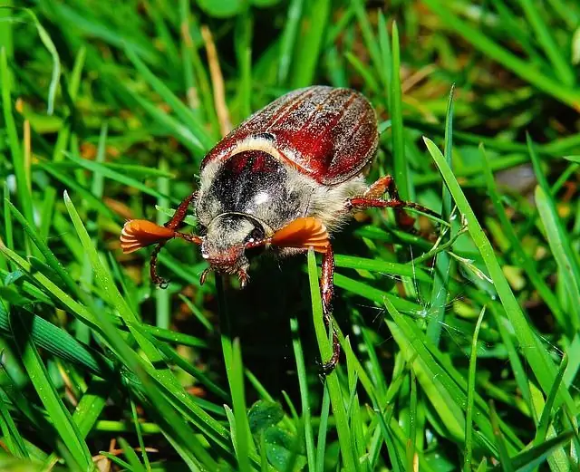 Slavische dierenhoroscoop