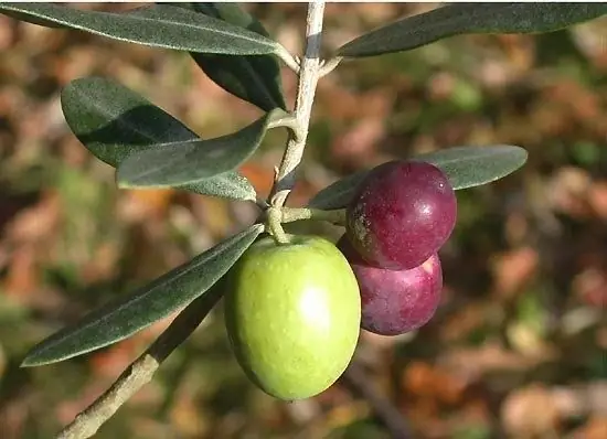 איך לגדל עץ זית