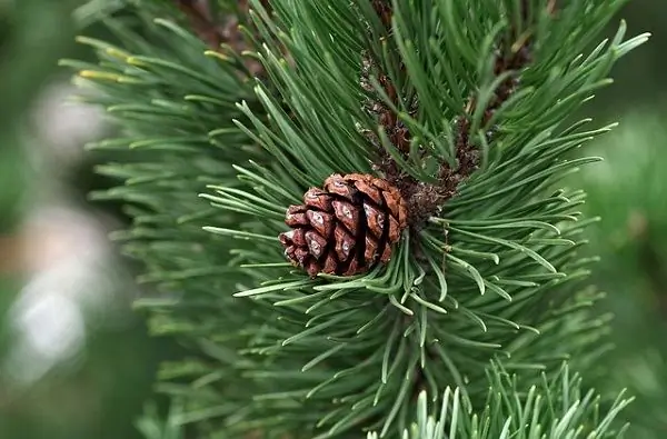 Pinus