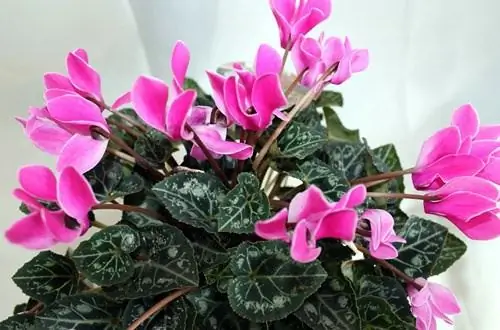 Kupanda cyclamen kutoka kwa mbegu