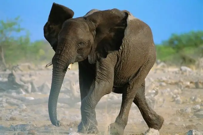 Como fazer uma máscara de elefante