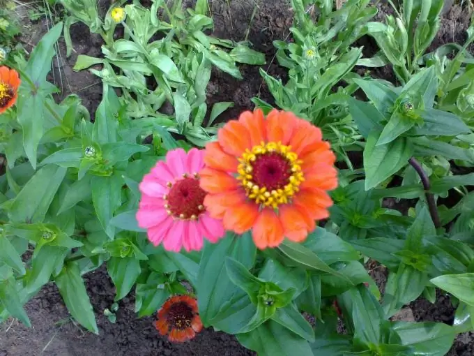 Pieaug zinnia