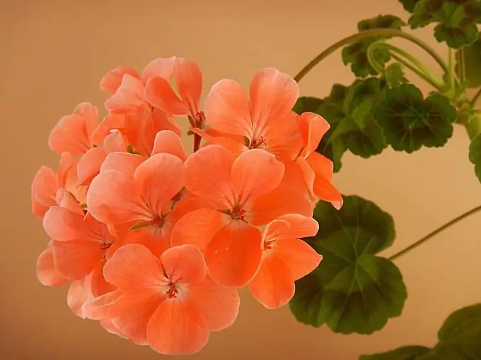 Innendørs geranium