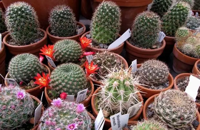 El reg dels cactus s’organitza en funció de la temporada