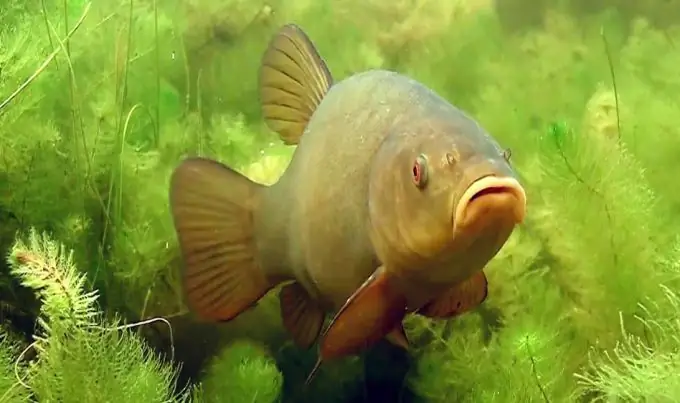 The inhabitant of the underwater kingdom is a handsome tench