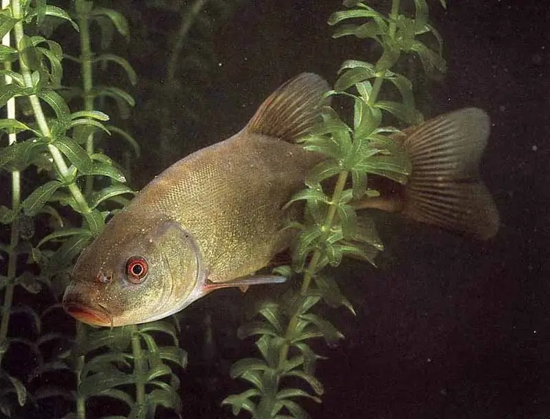 Lin loves to hide in thickets of aquatic plants