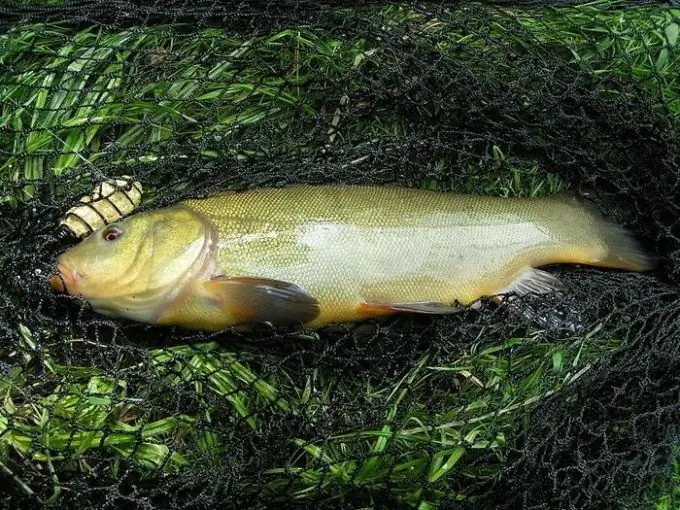 Tench fish: panaginip ng isang angler