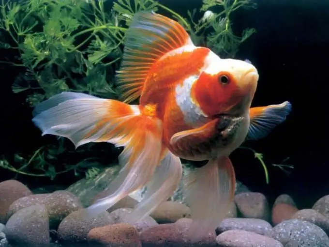 How to care for a goldfish