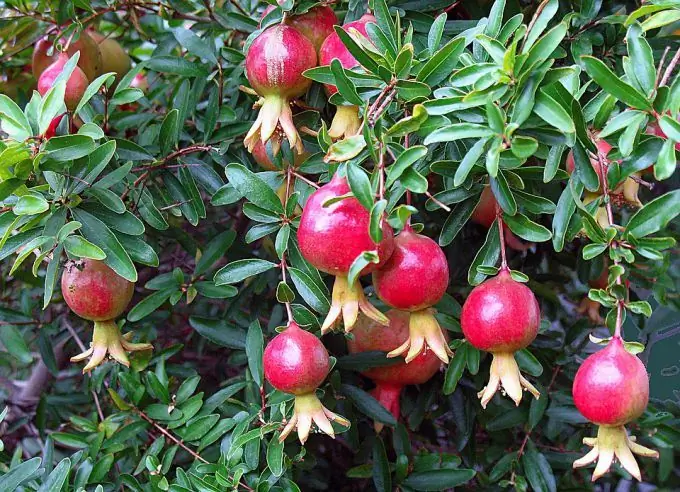 Sab hauv tsev pomegranate ntau yam