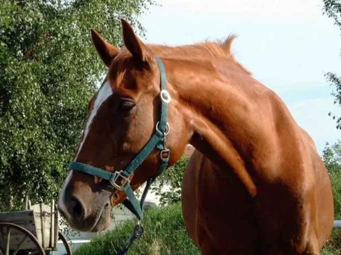 Gustav Miller takes two leaves of his dream book to dreams with horses