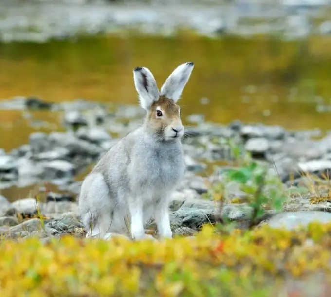 Sådan jages en hare med hunde korrekt