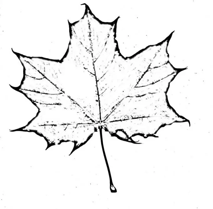 Draw the outlines of the maple leaf