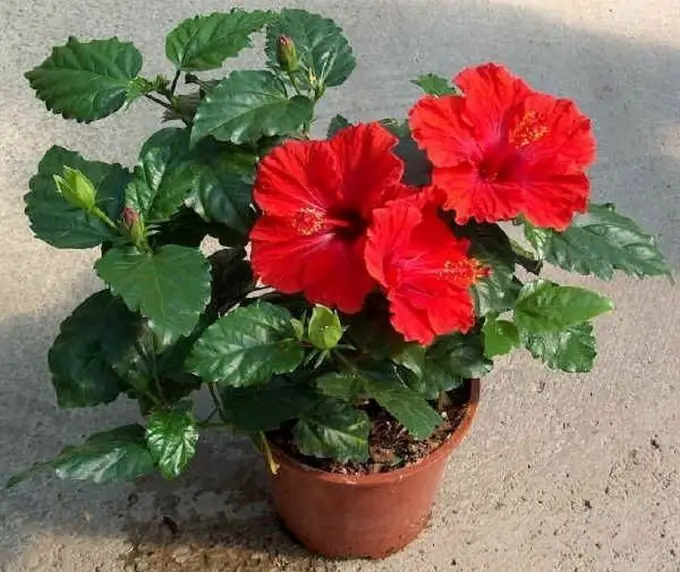 Këshilla të Kujdesit për Hibiscus