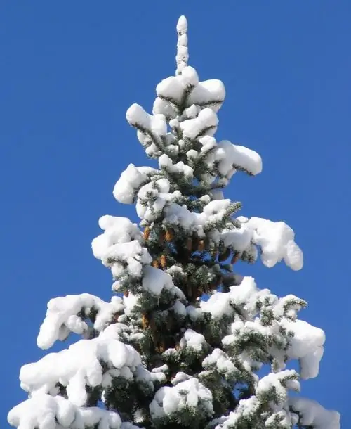 Hoe leer je een kerstboom tekenen