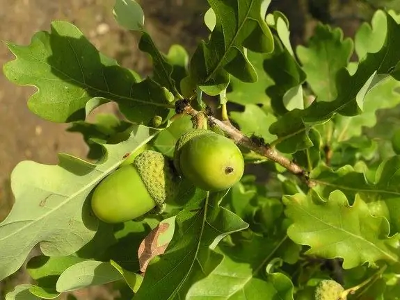 Oak - broom yav tom ntej