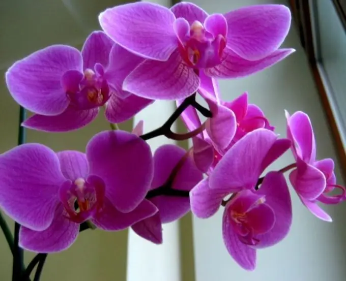 Come coltivare un'orchidea in vaso